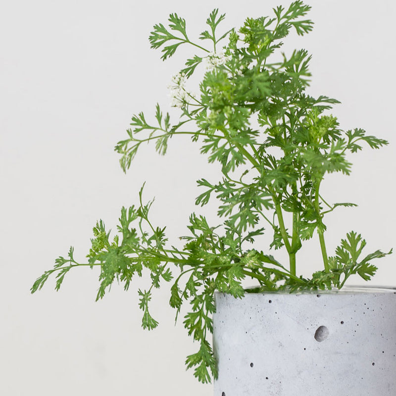 concrete vase with parsley 